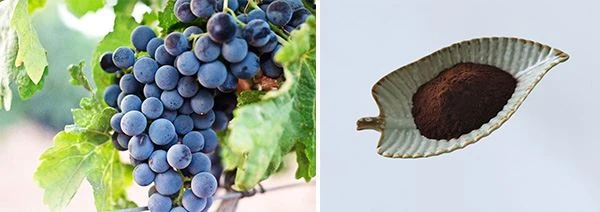 Grape Seed Extract Powder