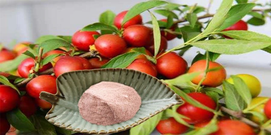 Cerasus Humilis Fruit Powder