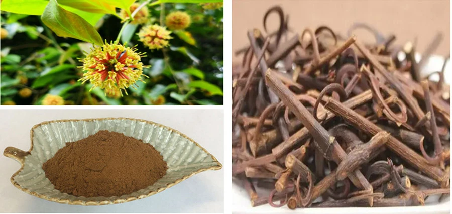 Uncaria Rhynchophylla Extract