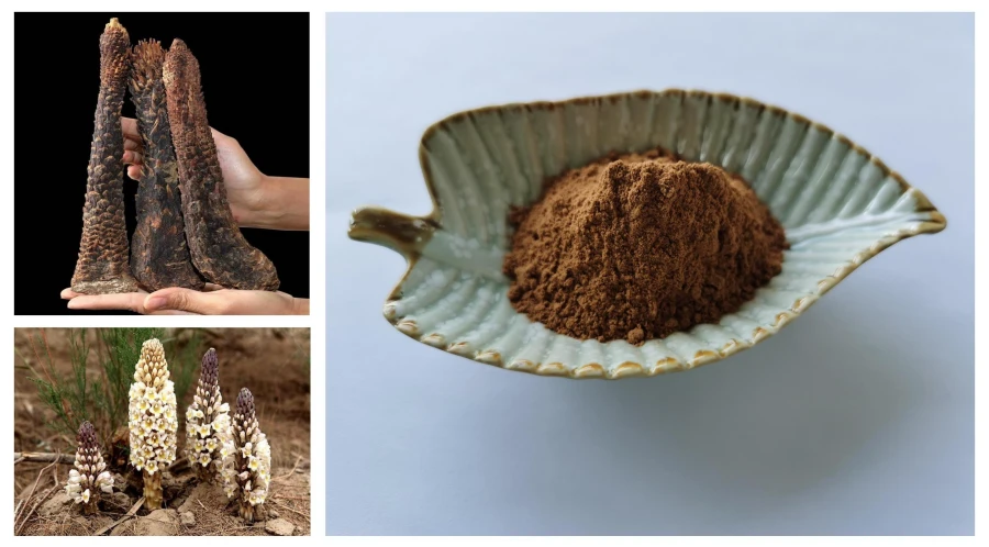 Cistanche Extract supplier, Cistanche Tubulosa Powder